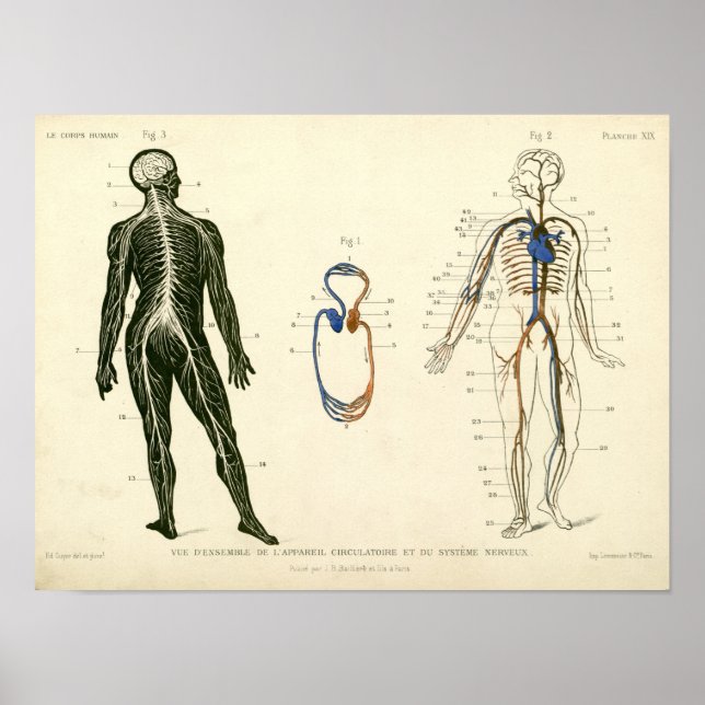 Anatomie der Vintagen Nerven Poster (Vorne)