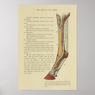 Anatomie der Vintagen Pferde Poster
