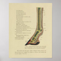 Anatomie der Vintagen Pferdehaine Print 1902