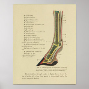 Anatomie der Vintagen Pferdehaine Print 1902 Poster