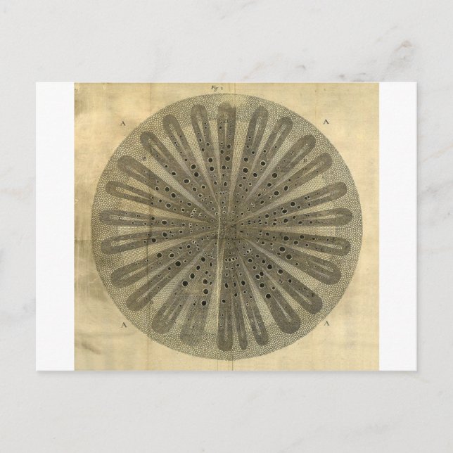 Anatomie der Vintagen Pflanze Postkarte (Vorderseite)