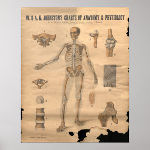 Anatomie der Vintagen Skelettknochen 1906 Poster
