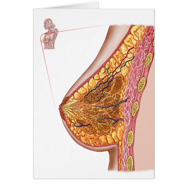 Anatomie der weiblichen Brust (Vorne)