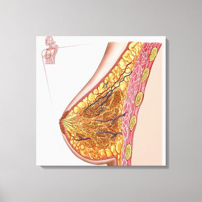 Anatomie der weiblichen Brust Leinwanddruck (Vorderseite)