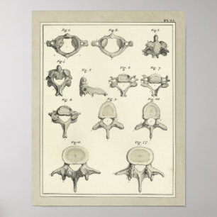 Anatomie der Wirbelsäule Chiropraktik Druck Poster