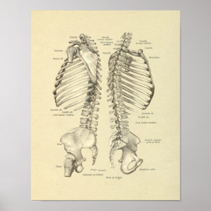 Anatomie der Wirbelsäule Knochen Druck Poster