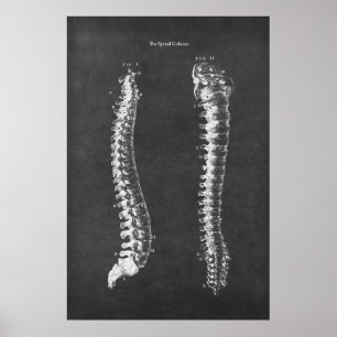 Anatomie der Wirbelsäule Physikalische Therapie Ar Poster