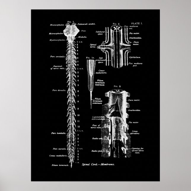 Anatomie der Wirbelsäule Poster (Vorne)