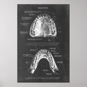 Anatomie der Zahnarztkunst Oberkiefer und Unterkie Poster