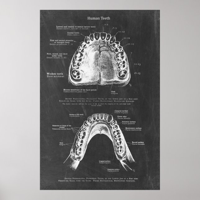 Anatomie der Zahnarztkunst Oberkiefer und Unterkie Poster (Vorne)