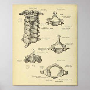 Anatomie der Zervikalspine Poster