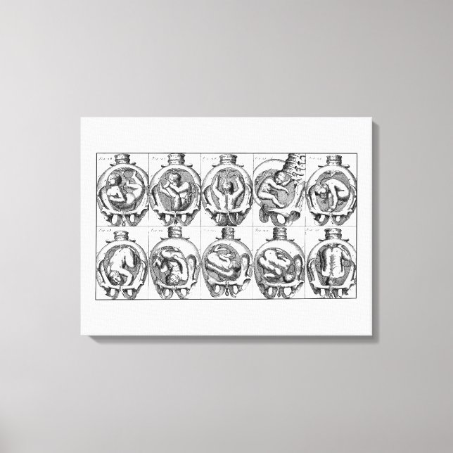 Anatomie des Babys in der Gebärmutter Vintag Leinwanddruck (Vorderseite)