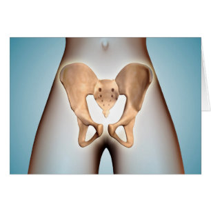 Anatomie des Becken- Knochens auf weiblichem
