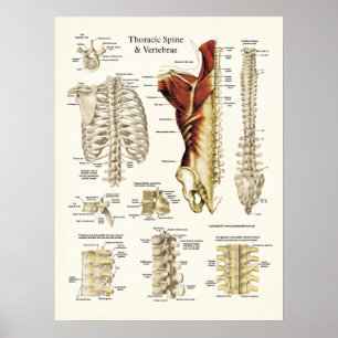 Anatomie des Brust- Dorns und der Wirbel Poster