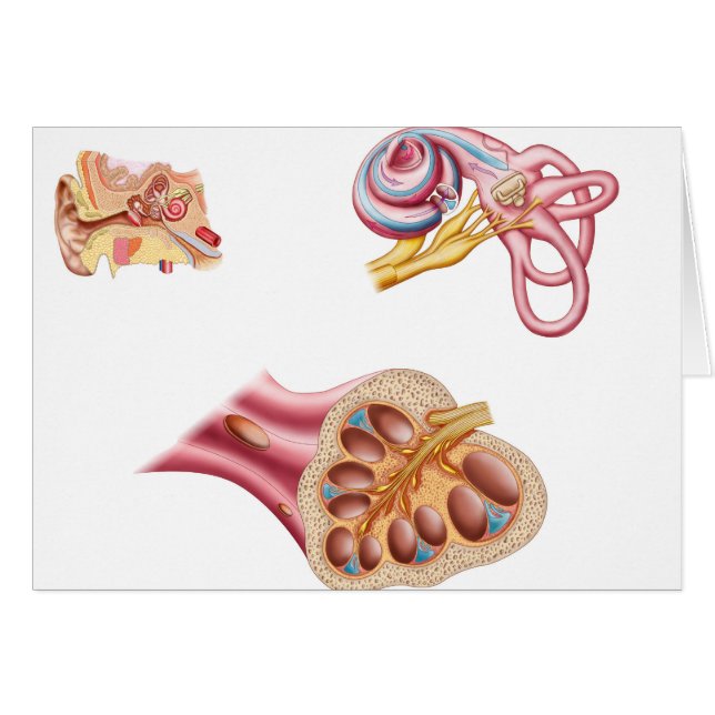 Anatomie des Cochleaidschnitts im menschlichen Ohr (Vorderseite (Horizontal))