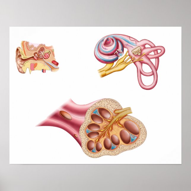 Anatomie des Cochleaidschnitts im menschlichen Ohr Poster (Vorne)