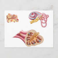 Anatomie des Cochleaidschnitts im menschlichen Ohr