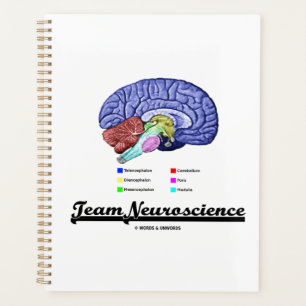 Anatomie des Gehirns im Team Neurowissenschaft Att Planer