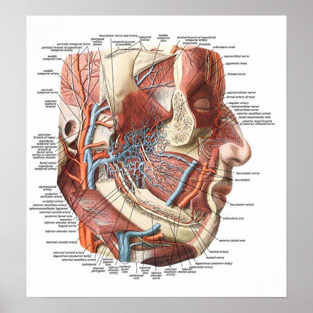 Anatomie des Gesichts Poster (Vorne)