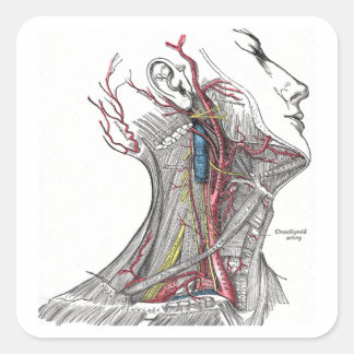 Anatomie des Halses Quadratischer Aufkleber