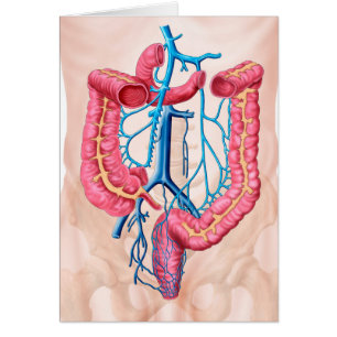 Anatomie des humanen Abdominalvenensystems