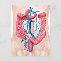 Anatomie des humanen Abdominalvenensystems