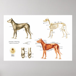 Anatomie des Hundes Blasenmuskeln und Knochen Poster