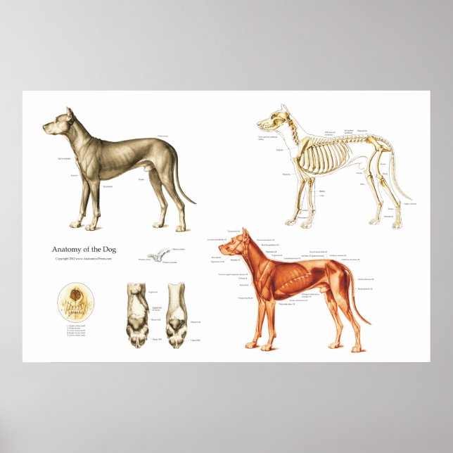 Anatomie des Hundes Blasenmuskeln und Knochen Poster (Vorne)