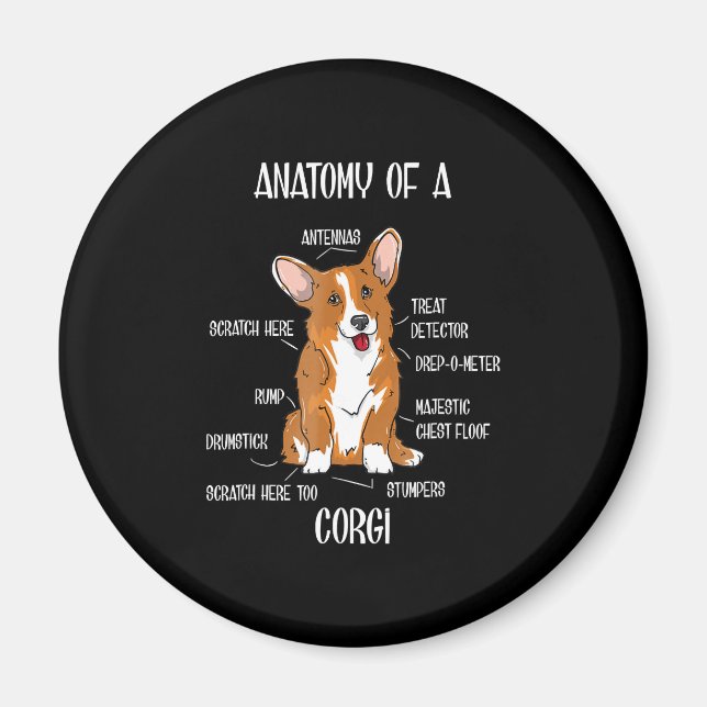 Anatomie des Hundes , Niedliches Welsh Corgi Welpe Magnet (Vorne)