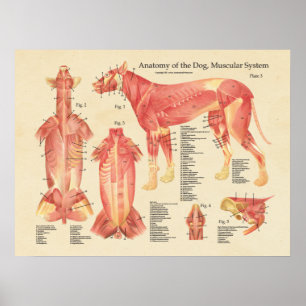 Anatomie des Hundes Poster