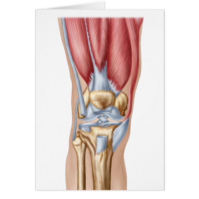 Anatomie des Kniegelenks (Vorne)