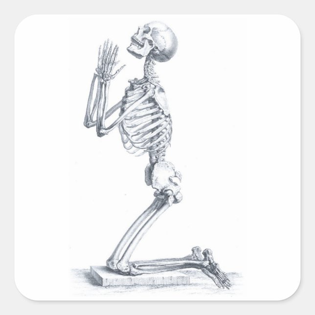 Anatomie des Knochenaufklebers Quadratischer Aufkleber (Vorderseite)