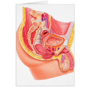 Anatomie des männlichen Fortpflanzungssystems