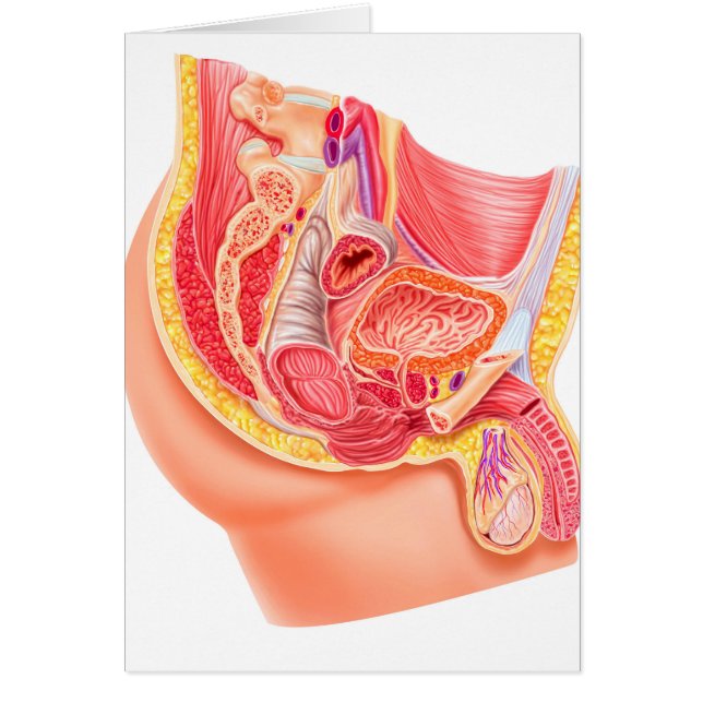 Anatomie des männlichen Fortpflanzungssystems (Vorne)