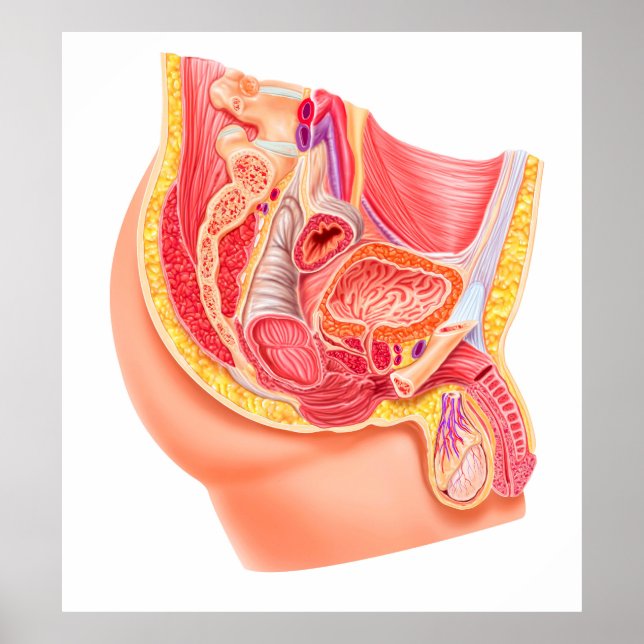 Anatomie des männlichen Fortpflanzungssystems Poster (Vorne)