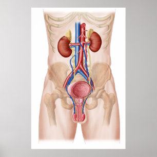 Anatomie des männlichen Harnsystems Poster