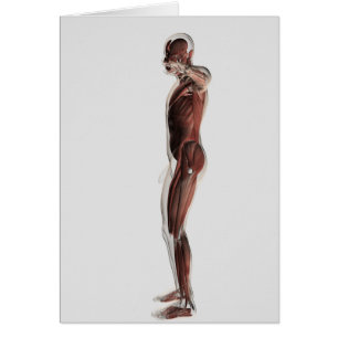 Anatomie des männlichen Muskelsystems, Seitenansic