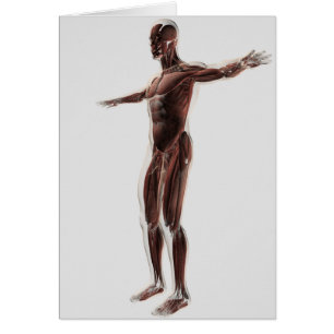 Anatomie des männlichen Muskelsystems, Seitenansic