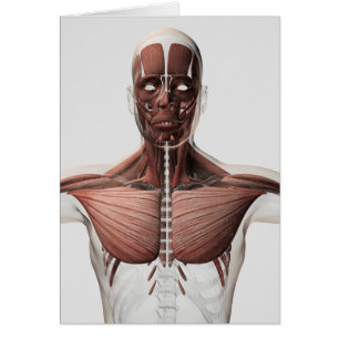 Anatomie des männlichen Muskelsystems, Seitenansic