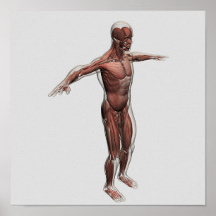 Anatomie des männlichen Muskelsystems, Seitenansic Poster
