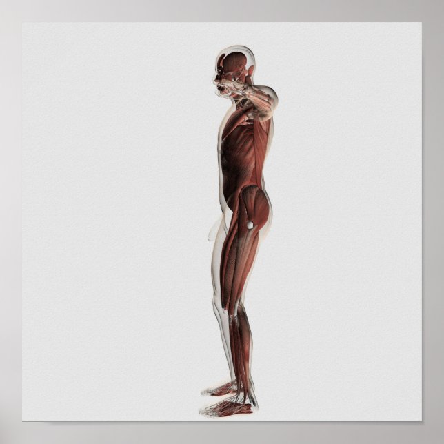 Anatomie des männlichen Muskelsystems, Seitenansic Poster (Vorne)