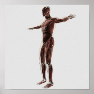 Anatomie des männlichen Muskelsystems, Seitenansic Poster