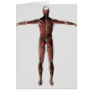 Anatomie des männlichen Muskelsystems, Sicht nach