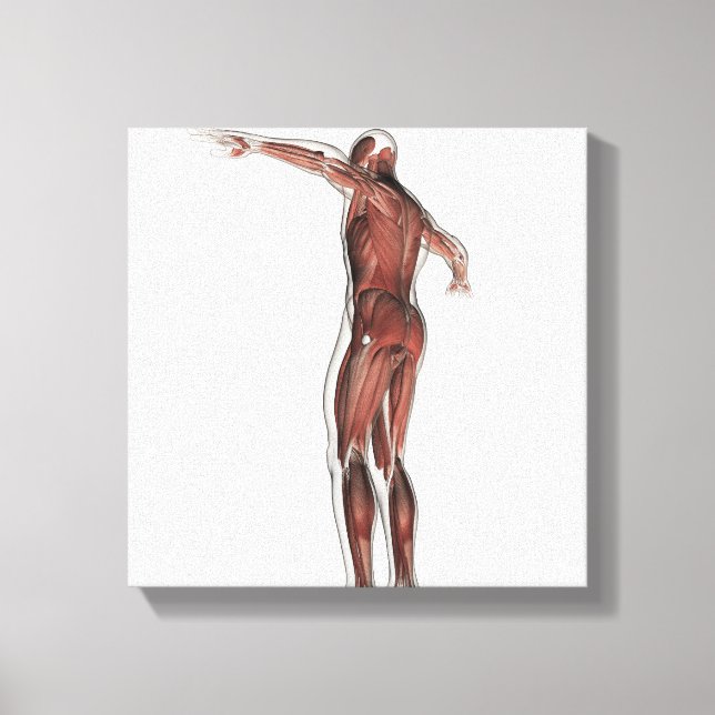 Anatomie des männlichen Muskelsystems, Sicht nach  Leinwanddruck (Vorderseite)