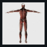 Anatomie des männlichen Muskelsystems, Sicht nach  Poster<br><div class="desc">Anatomie der männlichen Muskulatur,  posterior Ansicht.</div>