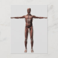 Anatomie des männlichen Muskelsystems, Vorderansic