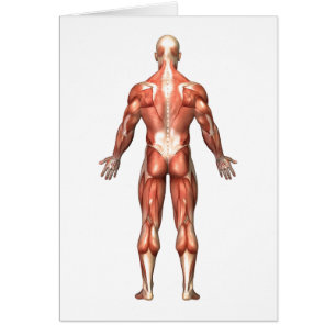 Anatomie des männlichen muskulösen Systems,