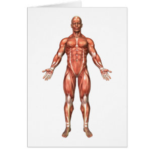 Anatomie des männlichen muskulösen Systems,