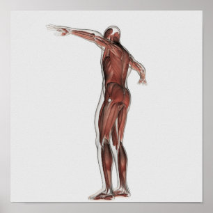Anatomie des männlichen muskulösen Systems, Poster
