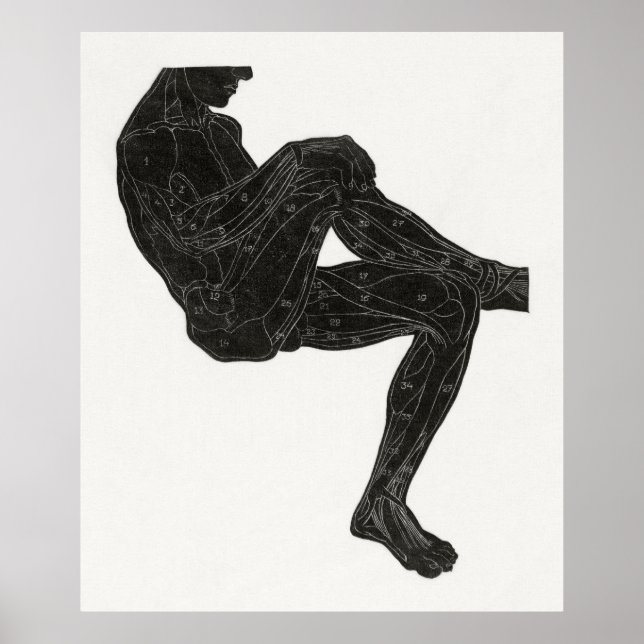 Anatomie des Menschen 3 Poster (Vorne)